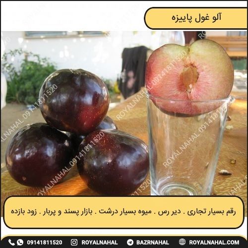 خرید نهال آلو غول پاییزه 