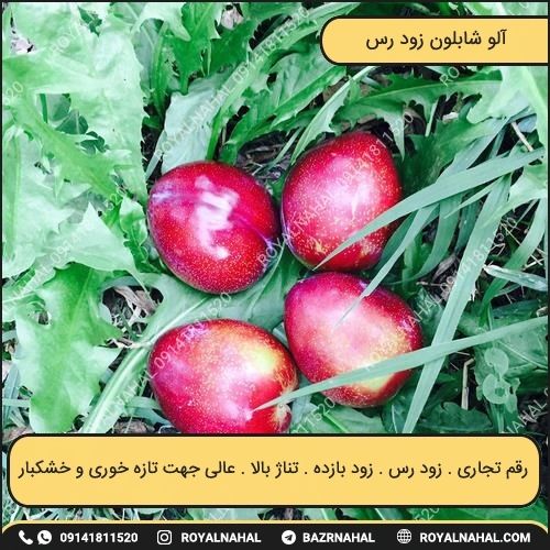 خرید نهال آلو شابلون زود رس (آلو خورشتی)