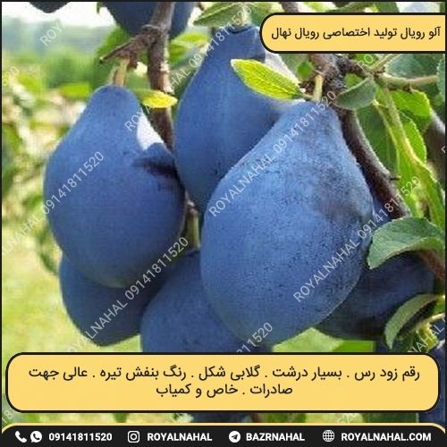 خرید نهال آلو رویال 