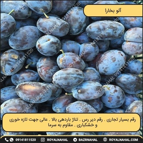خرید نهال آلو بخارا