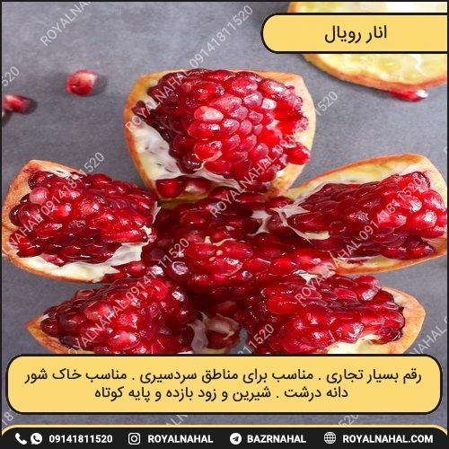 خرید نهال انار رویال