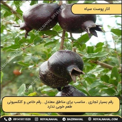 خرید نهال انار پوست سیاه