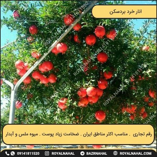 خرید نهال انار خرد بردسکن