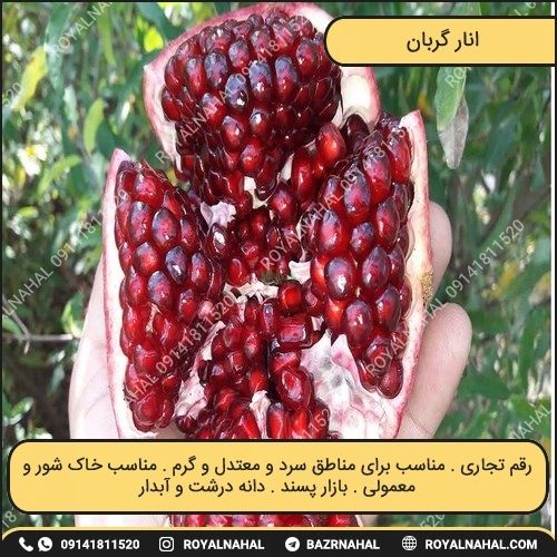 خرید نهال انار گربان