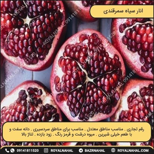 خرید نهال انار سیاه سمرقندی