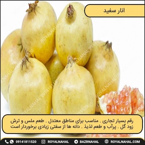 خرید نهال انار سفید