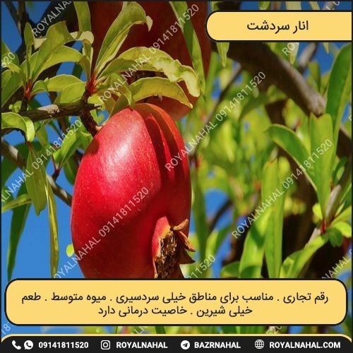 خرید نهال انار سردشت