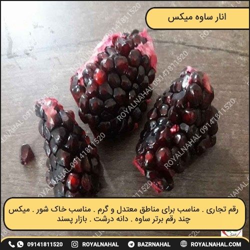 خرید نهال انار ساوه میکس