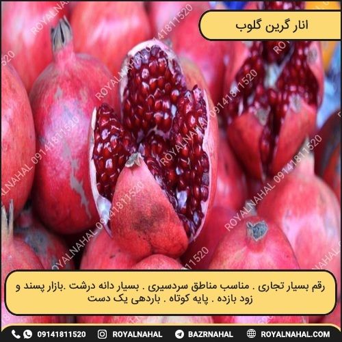 خرید نهال انار گرین گلوب