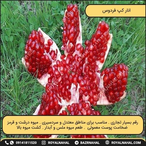 خرید نهال انار کپ فردوس