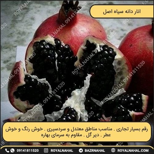 خرید نهال انار دانه سیاه اصل