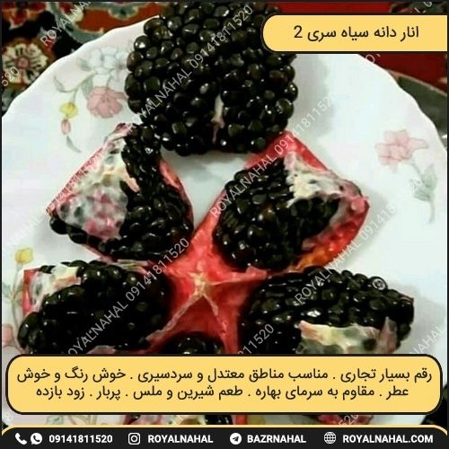 خرید نهال انار دانه سیاه سری 2