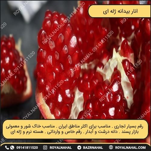 خرید نهال انار بیدانه ژله ای