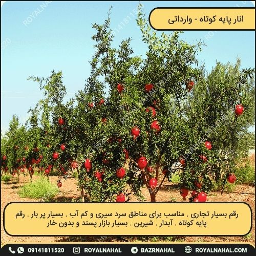 خرید نهال انار پایه کوتاه 