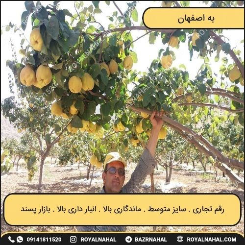 خرید نهال به اصفهان