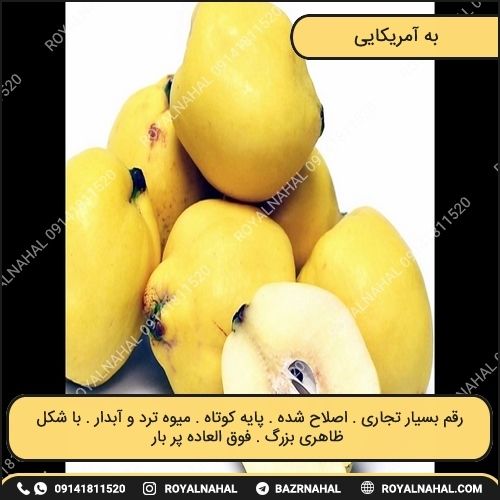 خرید نهال به آمریکایی 