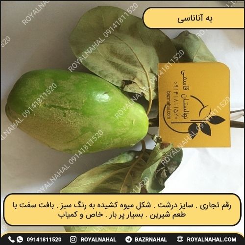 خرید نهال به آناناسی