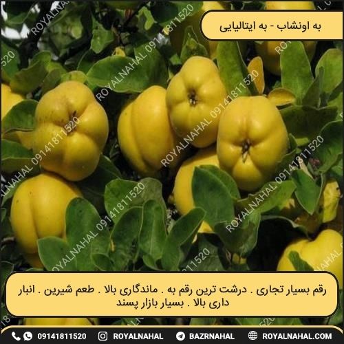 خرید نهال به اونشاب ( به ایتالیایی)