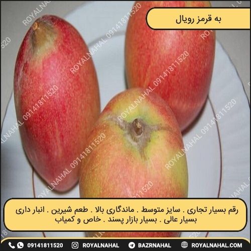 خرید نهال به قرمز رویال 