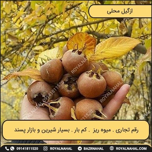 خرید نهال ازگیل محلی