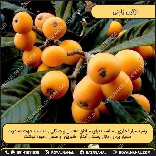 خرید نهال ازگیل ژاپنی