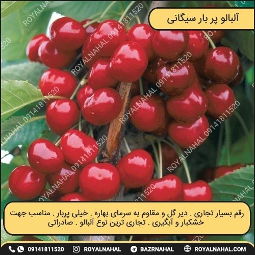 خرید نهال آلبالو پر بار سیگانی