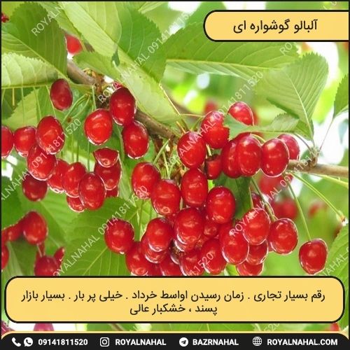 خرید نهال آلبالو گوشواره ای