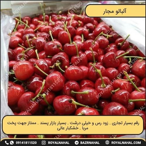 خرید نهال آلبالو مجار