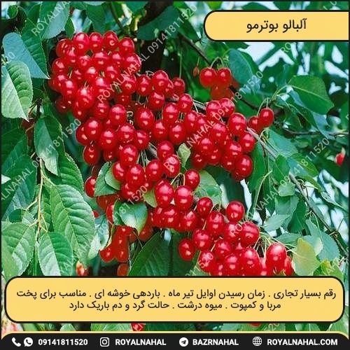 خرید نهال آلبالو بوترمو