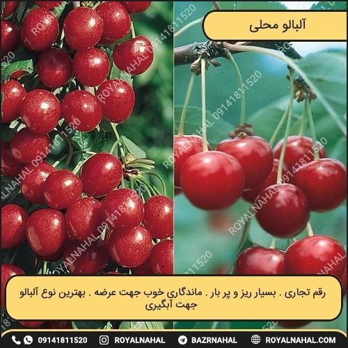 خرید نهال آلبالو محلی