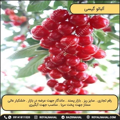خرید نهال آلبالو گیسی