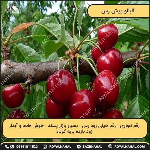 خرید نهال آلبالو پیش رس