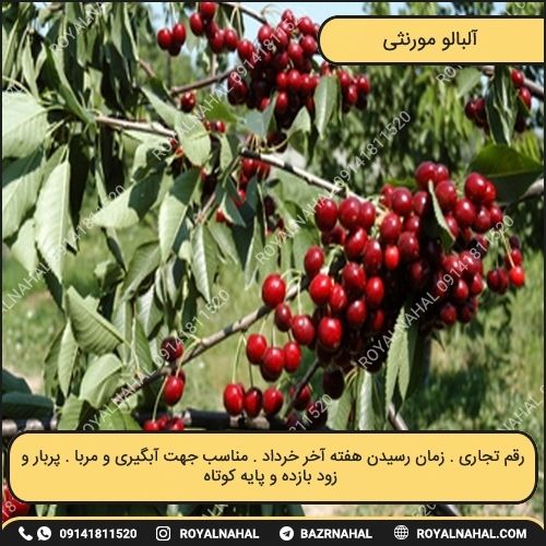 خرید نهال آلبالو مورنثی