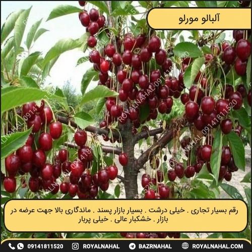 خرید نهال آلبالو مورلو