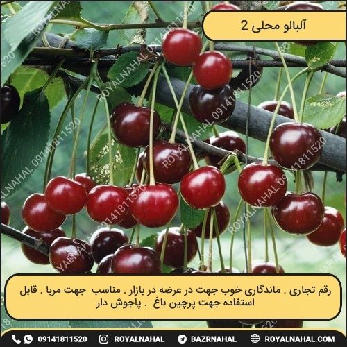 خرید نهال آلبالو محلی 2