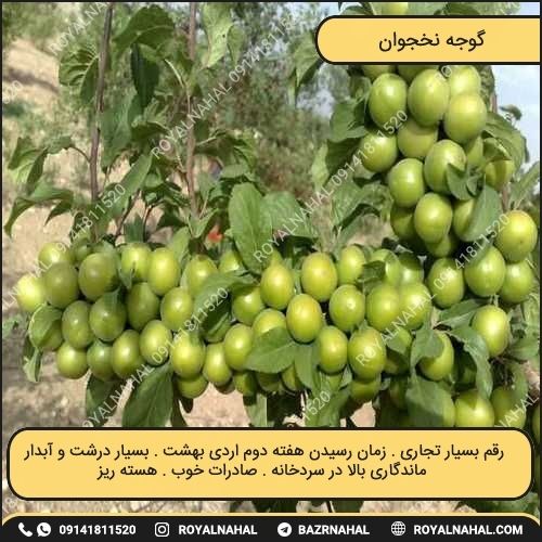 خرید نهال گوجه نخجوان 