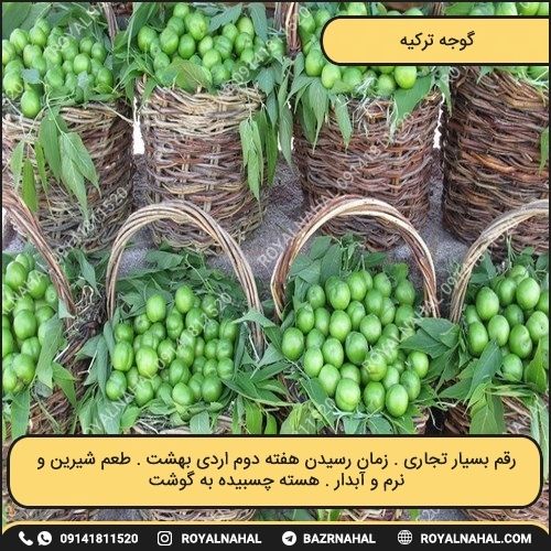 خرید نهال گوجه ترکیه