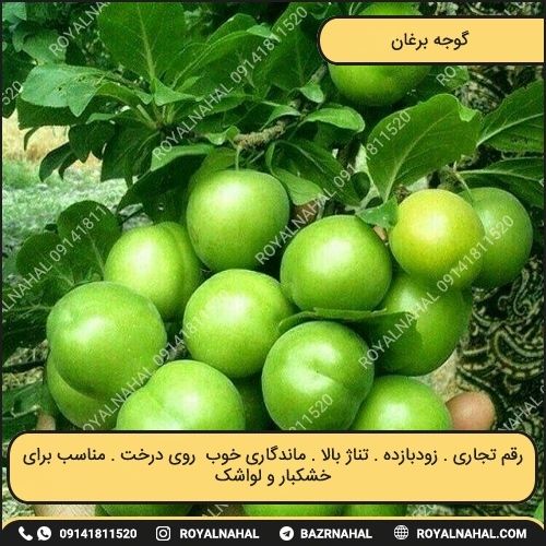 خرید نهال گوجه برغان