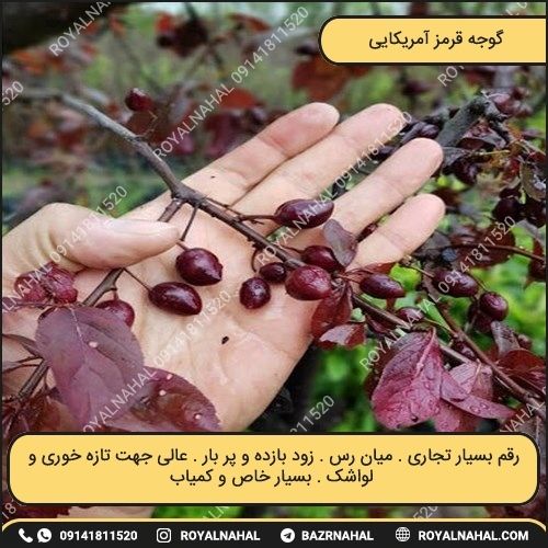 خرید نهال گوجه قرمز آمریکایی 