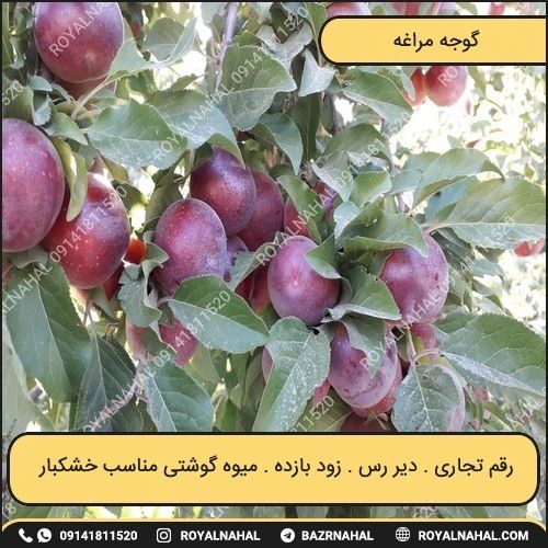 خرید نهال گوجه مراغه