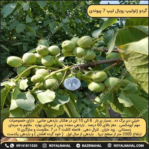 خرید نهال گردو ژنوتیپ رویال تیپ ۷ پیوندی