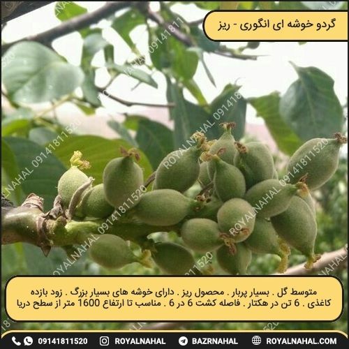 خرید نهال گردو خوشه ای انگوری (ریز)