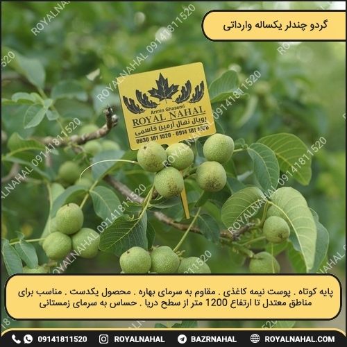 خرید نهال گردو چندلر یکساله وارداتی