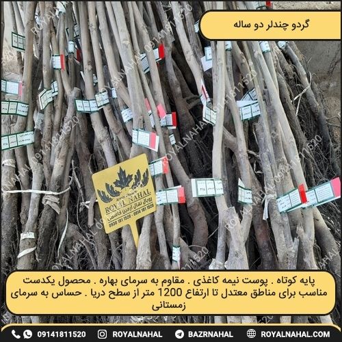 خرید نهال گردو چندلر دو ساله تولید رویال نهال