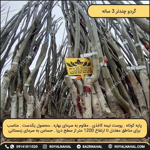 خرید نهال گردو چندلر سه ساله تولید رویال نهال