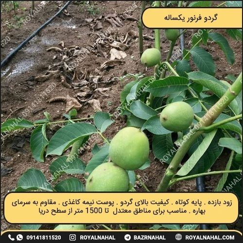 خرید نهال گردو فرنور یکساله