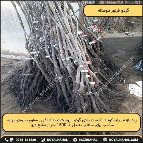 خرید نهال گردو فرنور دو ساله تولید رویال نهال