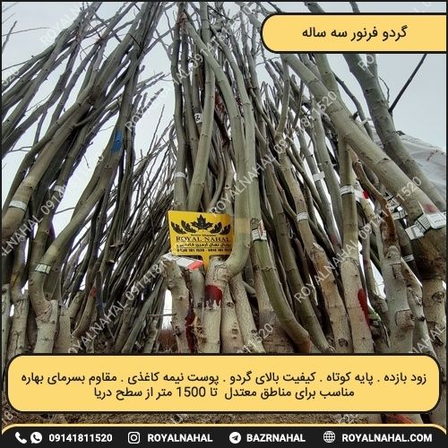 خرید نهال گردو فرنور سه ساله تولید رویال نهال