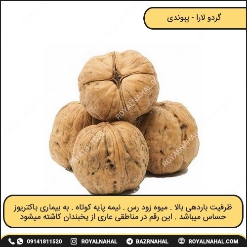 خرید نهال گردو لارا