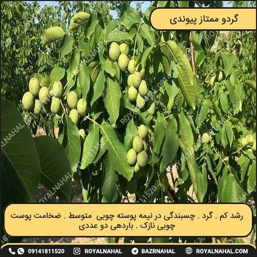 خرید نهال گردو ممتاز پیوندی